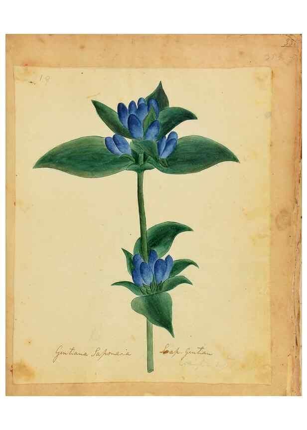 Reproducción/Reproduction 46180779944: Botanical description and medical, culinary & other uses of the plants in the first volume of my American herbarium /. . 