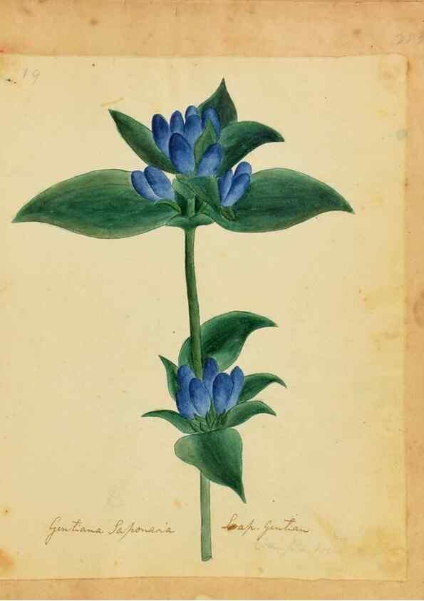 Reproducción/Reproduction 46180779944: Botanical description and medical, culinary & other uses of the plants in the first volume of my American herbarium /. . 