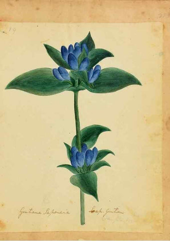 Reproducción/Reproduction 46180779944: Botanical description and medical, culinary & other uses of the plants in the first volume of my American herbarium /. . 