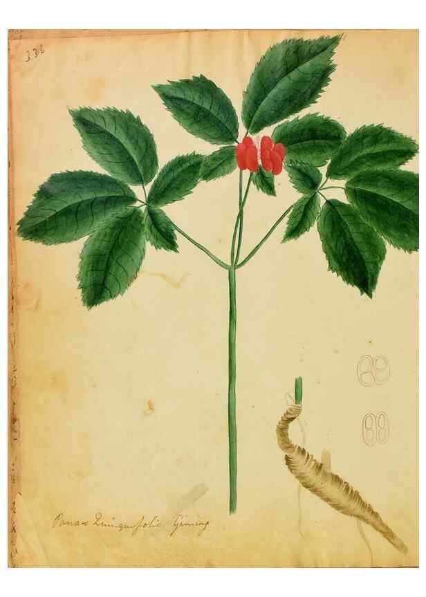 Reproducción/Reproduction 39940986303: Botanical description and medical, culinary & other uses of the plants in the first volume of my American herbarium /. . 