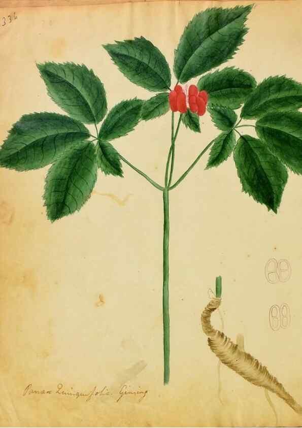 Reproducción/Reproduction 39940986303: Botanical description and medical, culinary & other uses of the plants in the first volume of my American herbarium /. . 