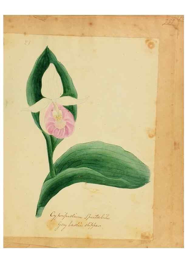 Reproducción/Reproduction 33030355868: Botanical description and medical, culinary & other uses of the plants in the first volume of my American herbarium /. . 