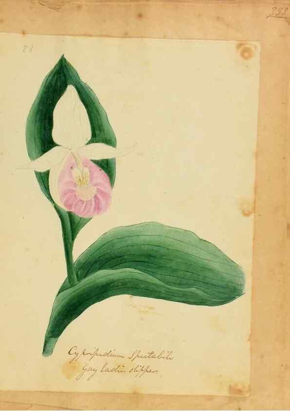 Reproducción/Reproduction 33030355868: Botanical description and medical, culinary & other uses of the plants in the first volume of my American herbarium /. . 