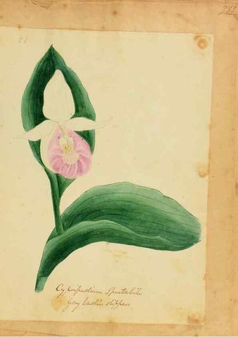 Reproducción/Reproduction 33030355868: Botanical description and medical, culinary & other uses of the plants in the first volume of my American herbarium /. . 