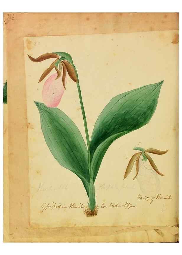 Reproducción/Reproduction 39940987363: Botanical description and medical, culinary & other uses of the plants in the first volume of my American herbarium /. . 