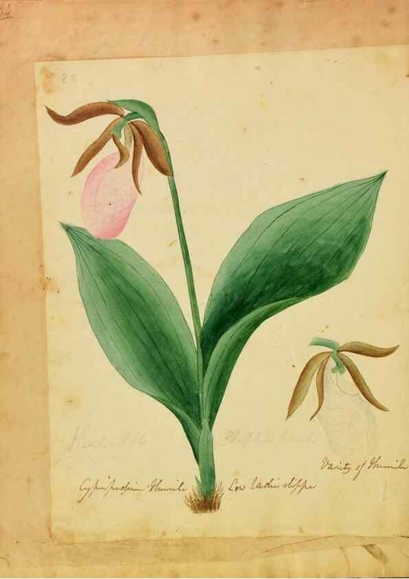 Reproducción/Reproduction 39940987363: Botanical description and medical, culinary & other uses of the plants in the first volume of my American herbarium /. . 