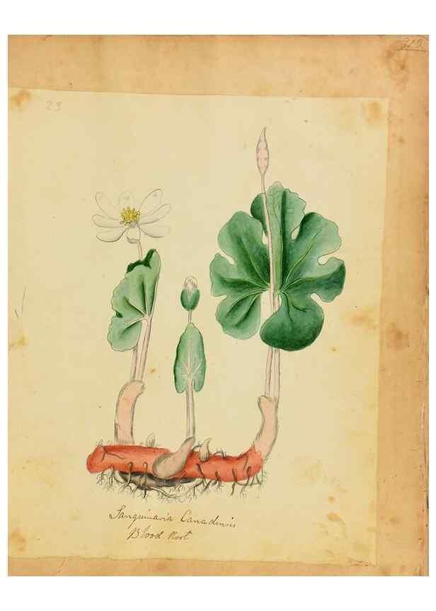 Reproducción/Reproduction 31964435667: Botanical description and medical, culinary & other uses of the plants in the first volume of my American herbarium /. . 