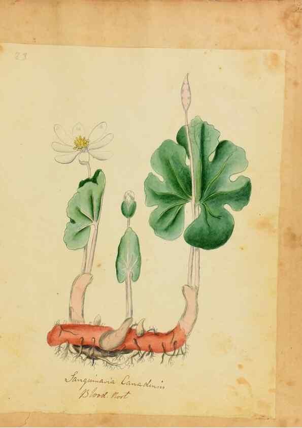 Reproducción/Reproduction 31964435667: Botanical description and medical, culinary & other uses of the plants in the first volume of my American herbarium /. . 