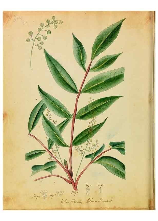 Reproducción/Reproduction 46180782714: Botanical description and medical, culinary & other uses of the plants in the first volume of my American herbarium /. . 