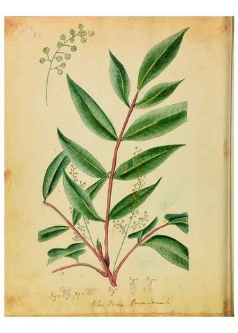 Reproducción/Reproduction 46180782714: Botanical description and medical, culinary & other uses of the plants in the first volume of my American herbarium /. . 
