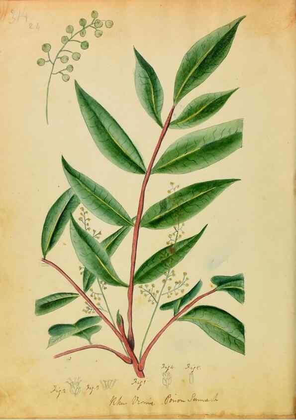 Reproducción/Reproduction 46180782714: Botanical description and medical, culinary & other uses of the plants in the first volume of my American herbarium /. . 