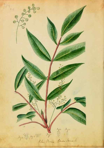 Reproducción/Reproduction 46180782714: Botanical description and medical, culinary & other uses of the plants in the first volume of my American herbarium /. . 