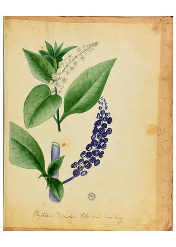 Reproducción/Reproduction 46853573682: Botanical description and medical, culinary & other uses of the plants in the first volume of my American herbarium /. . 