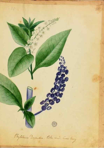Reproducción/Reproduction 46853573682: Botanical description and medical, culinary & other uses of the plants in the first volume of my American herbarium /. . 