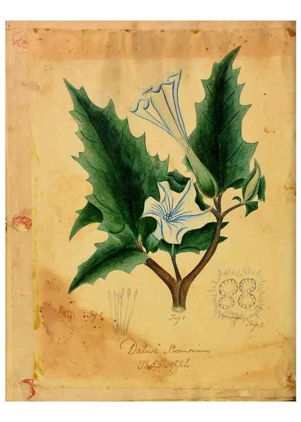 Reproducción/Reproduction 31964439657: Botanical description and medical, culinary & other uses of the plants in the first volume of my American herbarium /. . 
