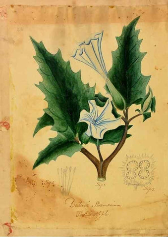 Reproducción/Reproduction 31964439657: Botanical description and medical, culinary & other uses of the plants in the first volume of my American herbarium /. . 