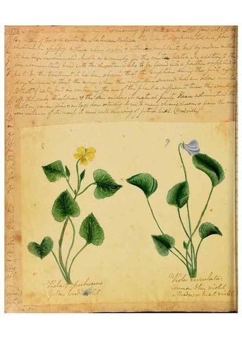 Reproducción/Reproduction 46853557672: Botanical description and medical, culinary & other uses of the plants in the first volume of my American herbarium /. . 