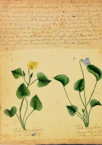 Reproducción/Reproduction 46853557672: Botanical description and medical, culinary & other uses of the plants in the first volume of my American herbarium /. . 