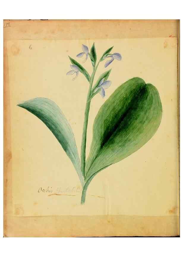 Reproducción/Reproduction 39940979173: Botanical description and medical, culinary & other uses of the plants in the first volume of my American herbarium /. . 