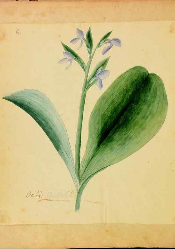 Reproducción/Reproduction 39940979173: Botanical description and medical, culinary & other uses of the plants in the first volume of my American herbarium /. . 