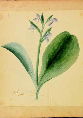 Reproducción/Reproduction 39940979173: Botanical description and medical, culinary & other uses of the plants in the first volume of my American herbarium /. . 