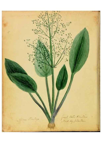 Reproducción/Reproduction 33030347198: Botanical description and medical, culinary & other uses of the plants in the first volume of my American herbarium /. . 