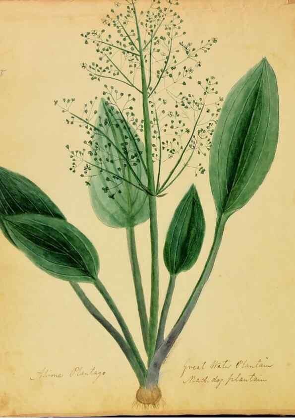Reproducción/Reproduction 33030347198: Botanical description and medical, culinary & other uses of the plants in the first volume of my American herbarium /. . 