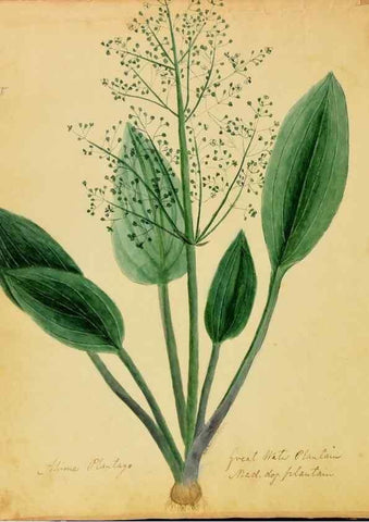 Reproducción/Reproduction 33030347198: Botanical description and medical, culinary & other uses of the plants in the first volume of my American herbarium /. . 