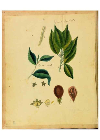 Reproducción/Reproduction 45991149505: Botanical description and medical, culinary & other uses of the plants in the first volume of my American herbarium /. . 