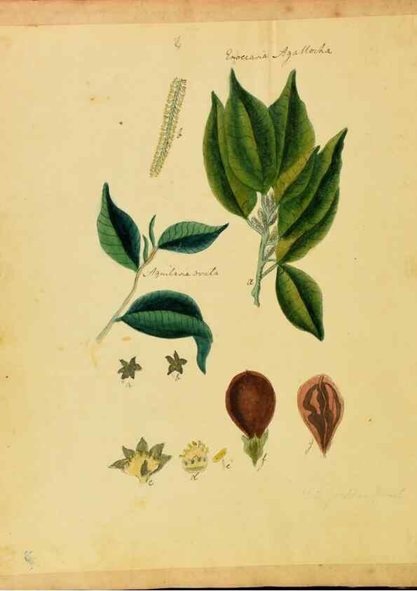 Reproducción/Reproduction 45991149505: Botanical description and medical, culinary & other uses of the plants in the first volume of my American herbarium /. . 