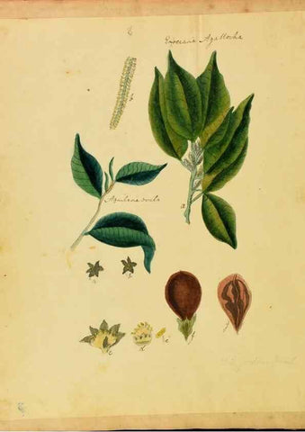 Reproducción/Reproduction 45991149505: Botanical description and medical, culinary & other uses of the plants in the first volume of my American herbarium /. . 