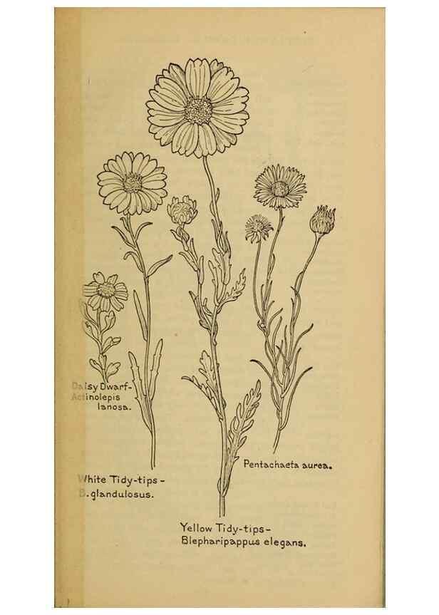 Reproducción/Reproduction 45990393845: Field book of western wild flowers /. New York :Putnam,1915.. 