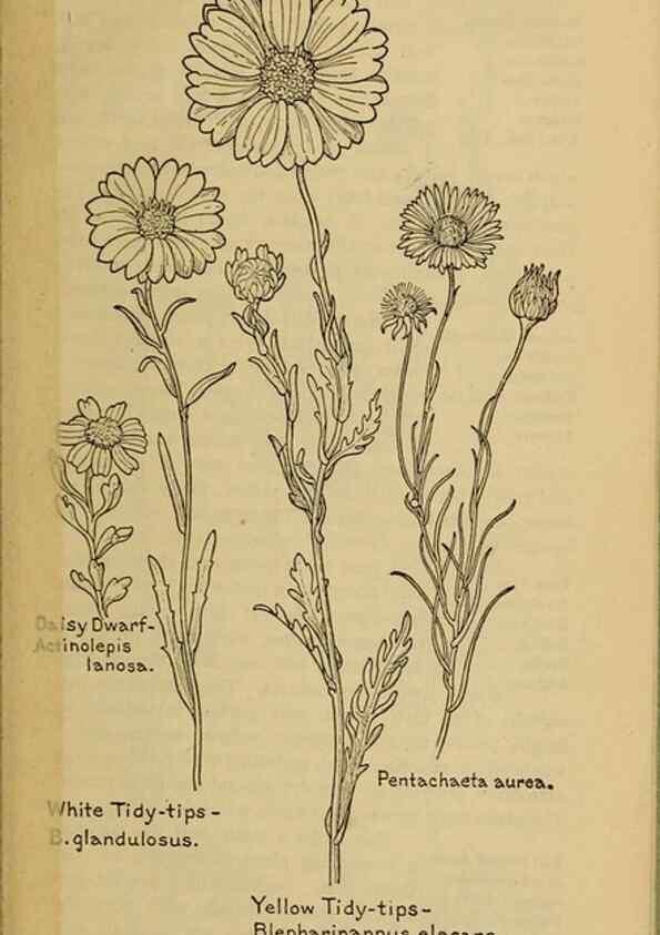 Reproducción/Reproduction 45990393845: Field book of western wild flowers /. New York :Putnam,1915.. 