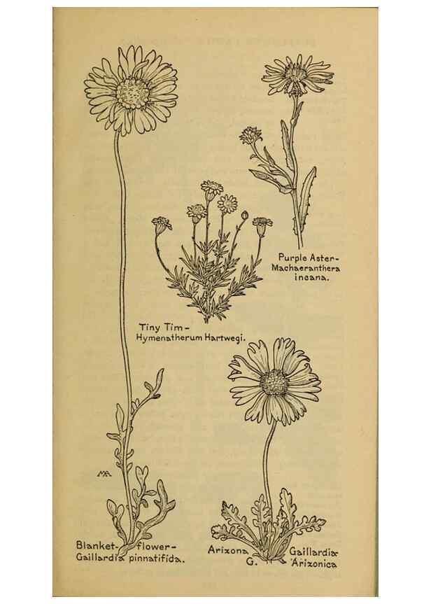 Reproducción/Reproduction 46904901751: Field book of western wild flowers /. New York :Putnam,1915.. 