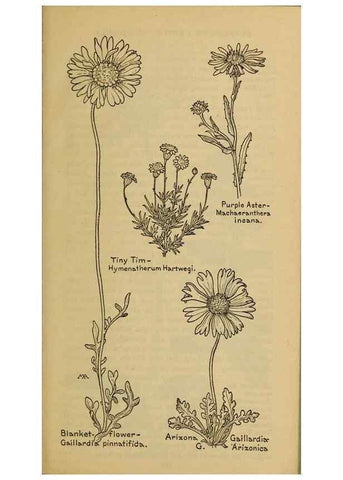Reproducción/Reproduction 46904901751: Field book of western wild flowers /. New York :Putnam,1915.. 