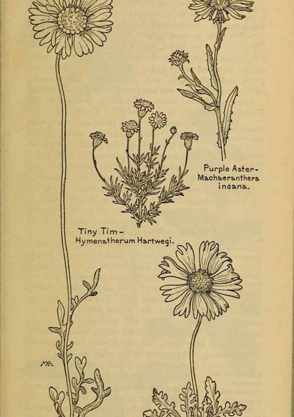 Reproducción/Reproduction 46904901751: Field book of western wild flowers /. New York :Putnam,1915.. 