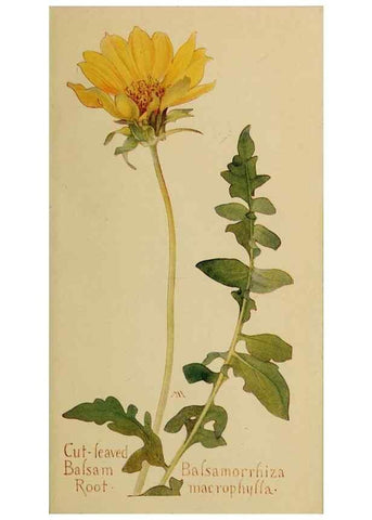 Reproducción/Reproduction 46180069714: Field book of western wild flowers /. New York :Putnam,1915.. 