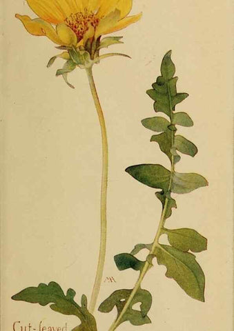 Reproducción/Reproduction 46180069714: Field book of western wild flowers /. New York :Putnam,1915.. 