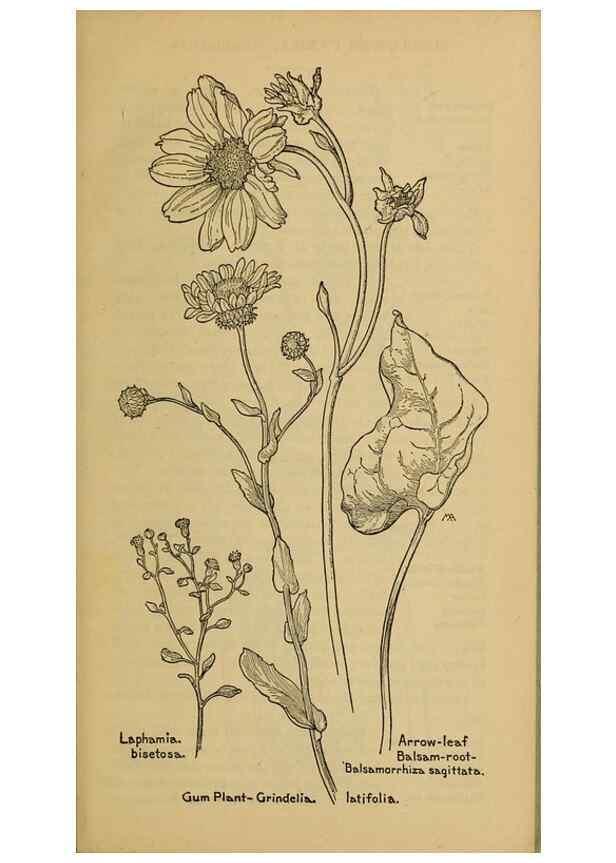 Reproducción/Reproduction 46180070354: Field book of western wild flowers /. New York :Putnam,1915.. 