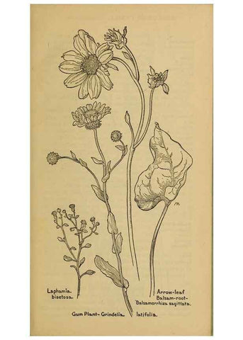 Reproducción/Reproduction 46180070354: Field book of western wild flowers /. New York :Putnam,1915.. 