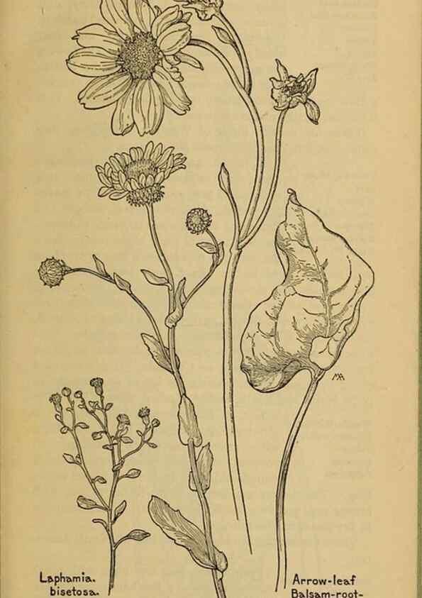 Reproducción/Reproduction 46180070354: Field book of western wild flowers /. New York :Putnam,1915.. 