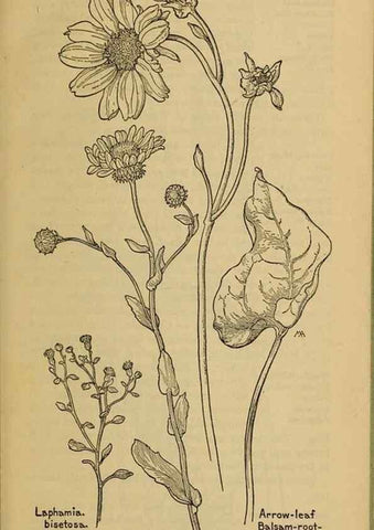 Reproducción/Reproduction 46180070354: Field book of western wild flowers /. New York :Putnam,1915.. 