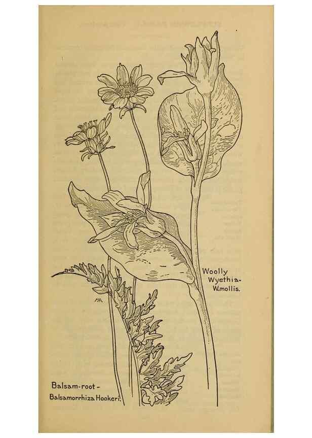 Reproducción/Reproduction 46904938911: Field book of western wild flowers /. New York :Putnam,1915.. 