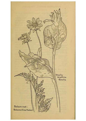 Reproducción/Reproduction 46904938911: Field book of western wild flowers /. New York :Putnam,1915.. 
