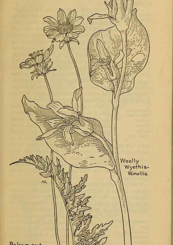 Reproducción/Reproduction 46904938911: Field book of western wild flowers /. New York :Putnam,1915.. 