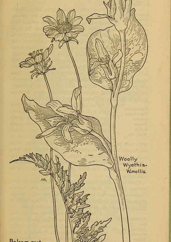 Reproducción/Reproduction 46904938911: Field book of western wild flowers /. New York :Putnam,1915.. 