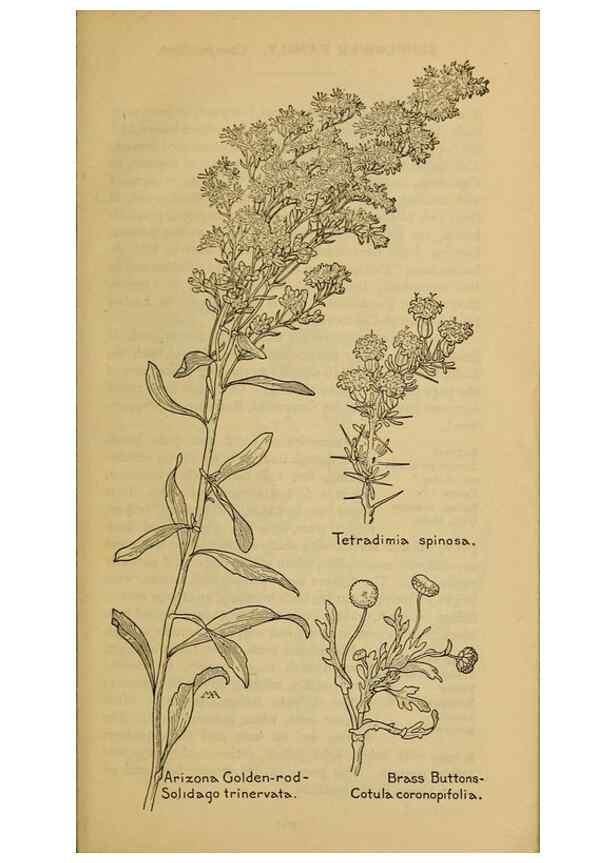 Reproducción/Reproduction 39940244003: Field book of western wild flowers /. New York :Putnam,1915.. 