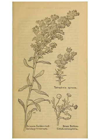 Reproducción/Reproduction 39940244003: Field book of western wild flowers /. New York :Putnam,1915.. 