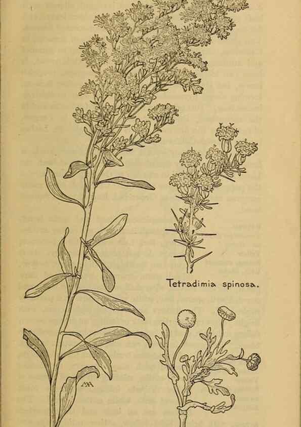 Reproducción/Reproduction 39940244003: Field book of western wild flowers /. New York :Putnam,1915.. 