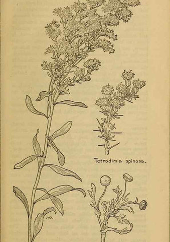 Reproducción/Reproduction 39940244003: Field book of western wild flowers /. New York :Putnam,1915.. 
